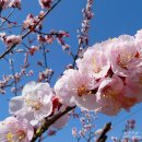 예당호관광지 이미지