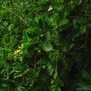 태하 성하신당 이미지