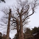 금계1천 이미지