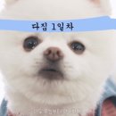 나의 댕댕이 이미지