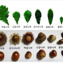 참나무 종류, 떡갈나무종류, 상수리나무, 떡갈나무, 졸참나무,갈참나무,신갈나무, 굴참나무 이미지