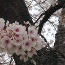 노세노세 이미지