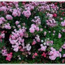 기막힌 동거 이미지