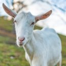 태양목장 이미지