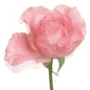 프로보노브릿지 이미지