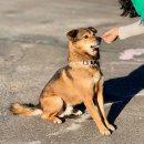 간식이모 이미지