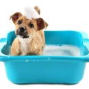 경북반려동물장례식장 이미지