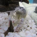 세화사료 이미지