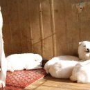 산들 강아지 이미지