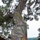 화순 포충사지 | 충청도 전라도 4박5일 부부여행기 배롱꽃 찾아 삼천리