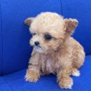 내품안의반려견광명점 이미지