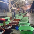 장평신촌1길 | 통영수산물 직송 서비스로 통영굴 돌멍게 뿔소라 신선하게 배송