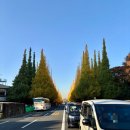 은행나무길 | 도쿄가을여행 도쿄 은행나무길 후기