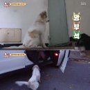 동물농장 이미지