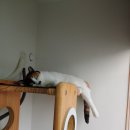 서울허브동물병원 이미지