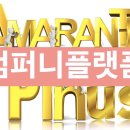 아마란스피누스 네이버블로그