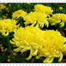 사간의향기 이미지