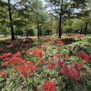 걷기지도사(야간) 이미지