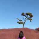 양떼푸드 | 수도권 가을꽃구경 경기 안성팜랜드 핑크뮬리 코스모스 동물원 후기