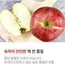 고당도 부사 사과 껍질째 먹는 경북 빨간사과