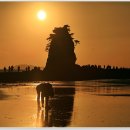 꽃지노을 이미지