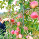 김종후농장 이미지