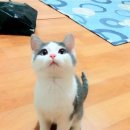 이쁘냥