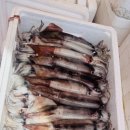 신진도수산