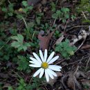 231016 구절초_九節草_Siberian chrysanthemum 이미지