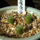 COP151-33 Conophytum longum "herrei", SB1209 이미지