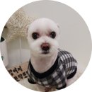 개들의 집 이미지