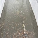 안성비단잉어 이미지