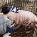 돼지 이미지