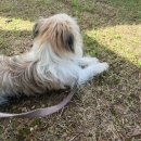 튼튼펫 | 🐶 강아지 축제 추천! 2025 튼튼펫 페스타 솔직후기 ( 반려견 동반 행사 정보 )