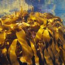 (주)플코스킨 이미지