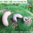 굼마을촌