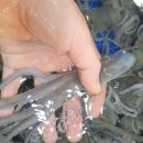 무안뻘낙지 이미지