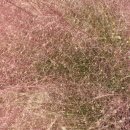 대저생태공원 입구(대저1동 2314-1) | 부산 근교 핑크뮬리 명소, 대저생태공원 핑크뮬리 군락지 10월 풍경