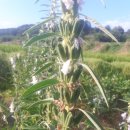 부여농장 이미지