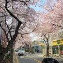 에벤에셀(Ebenezer) | 제주 벚꽃 명소와 에벤에셀 호텔 후기