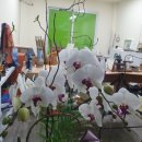 참약사 드림약국 이미지