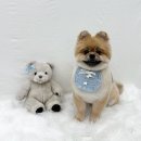 하루가다르개 | 대전 중리동 애견미용 하루가다르개 후기 ⭐️내돈내산⭐️