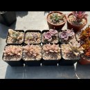 거해농장 | 다육이를 당근마켓 해보았다.