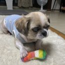 정자현대동물병원 이미지