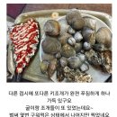 갯마을조개 Daum카페