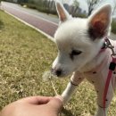 돌봐줄개 이미지