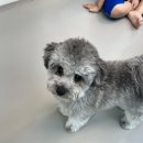 약지애견카페 이미지