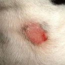 언양 동물병원 이미지