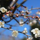 옥자농장 이미지