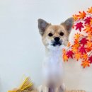 331멍발소 이미지